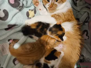 Mixed Breed cats Affectionate kittens - Advert 1