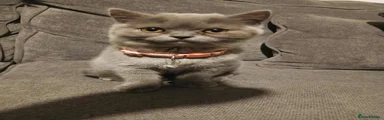 British Shorthair 2