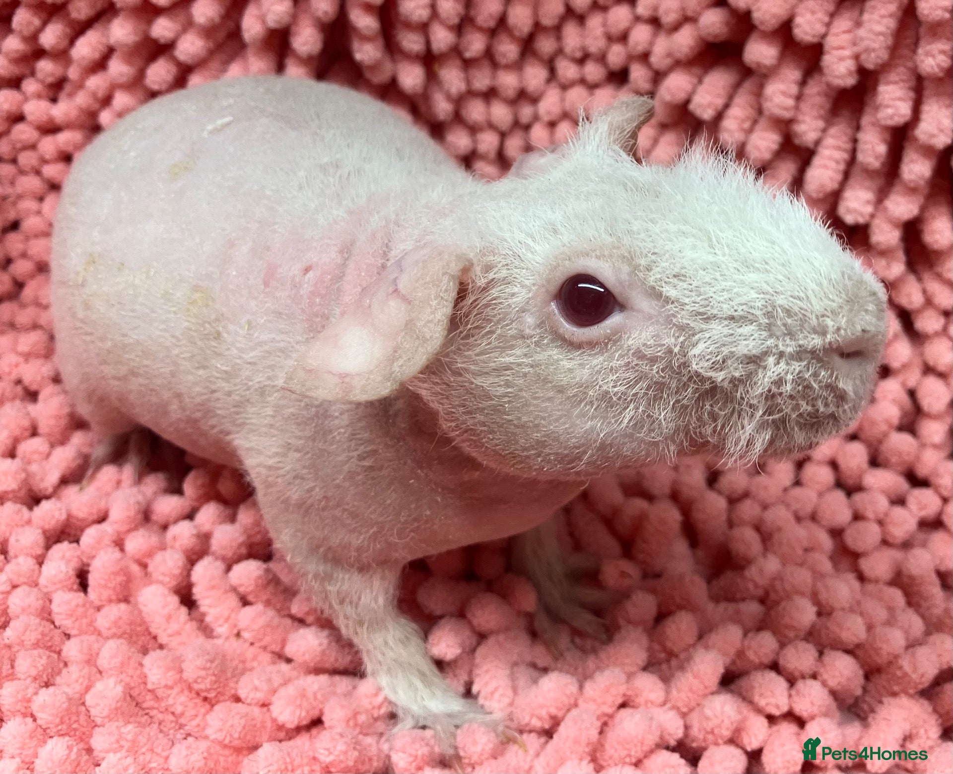 Guinea Pig rodents Female Skinny pigs - Advert 6