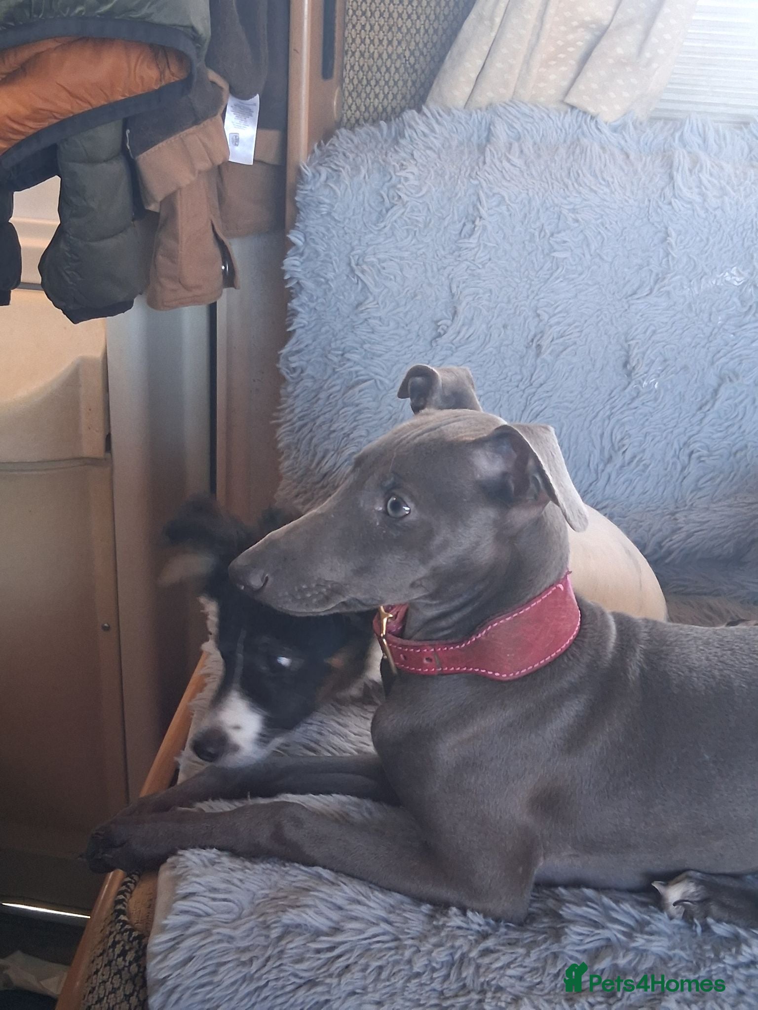 Italian Greyhound dogs 3/4 Italian greyhound 1/4 whippet - Advert 4