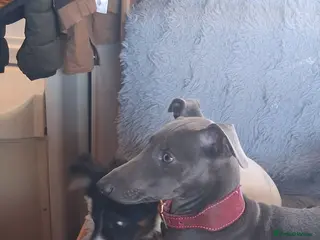 Italian Greyhound dogs 3/4 Italian greyhound 1/4 whippet - Advert 4