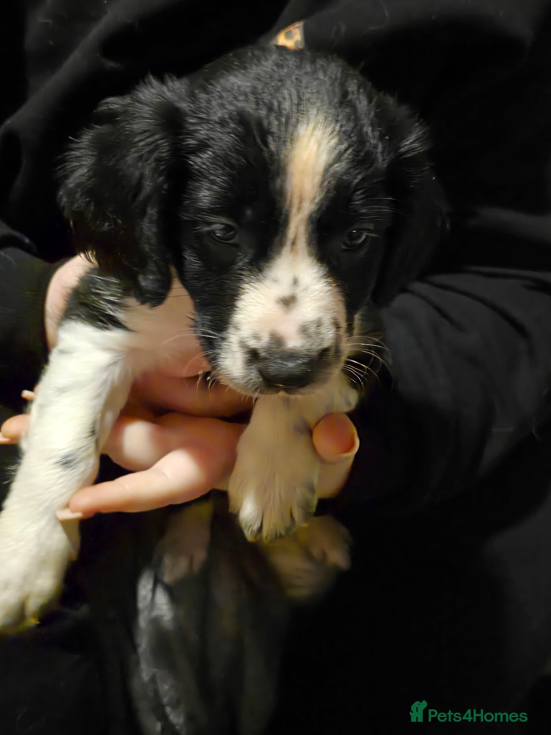 Mixed Breed dogs for sale: Beautifull sprollie pups - Advert 6