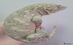 Gecko reptiles for sale: Crested Gecko Gargoyle &  Leachianus Gecko  in Wigston - Image 9