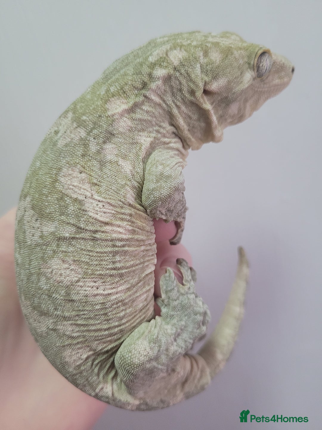 Gecko reptiles for sale: Crested Gecko Gargoyle &  Leachianus Gecko  in Wigston - Image 9