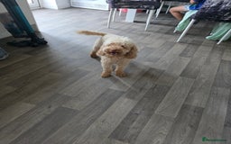 Cockapoo dogs for sale: Miniature cockapoo  - Image 6