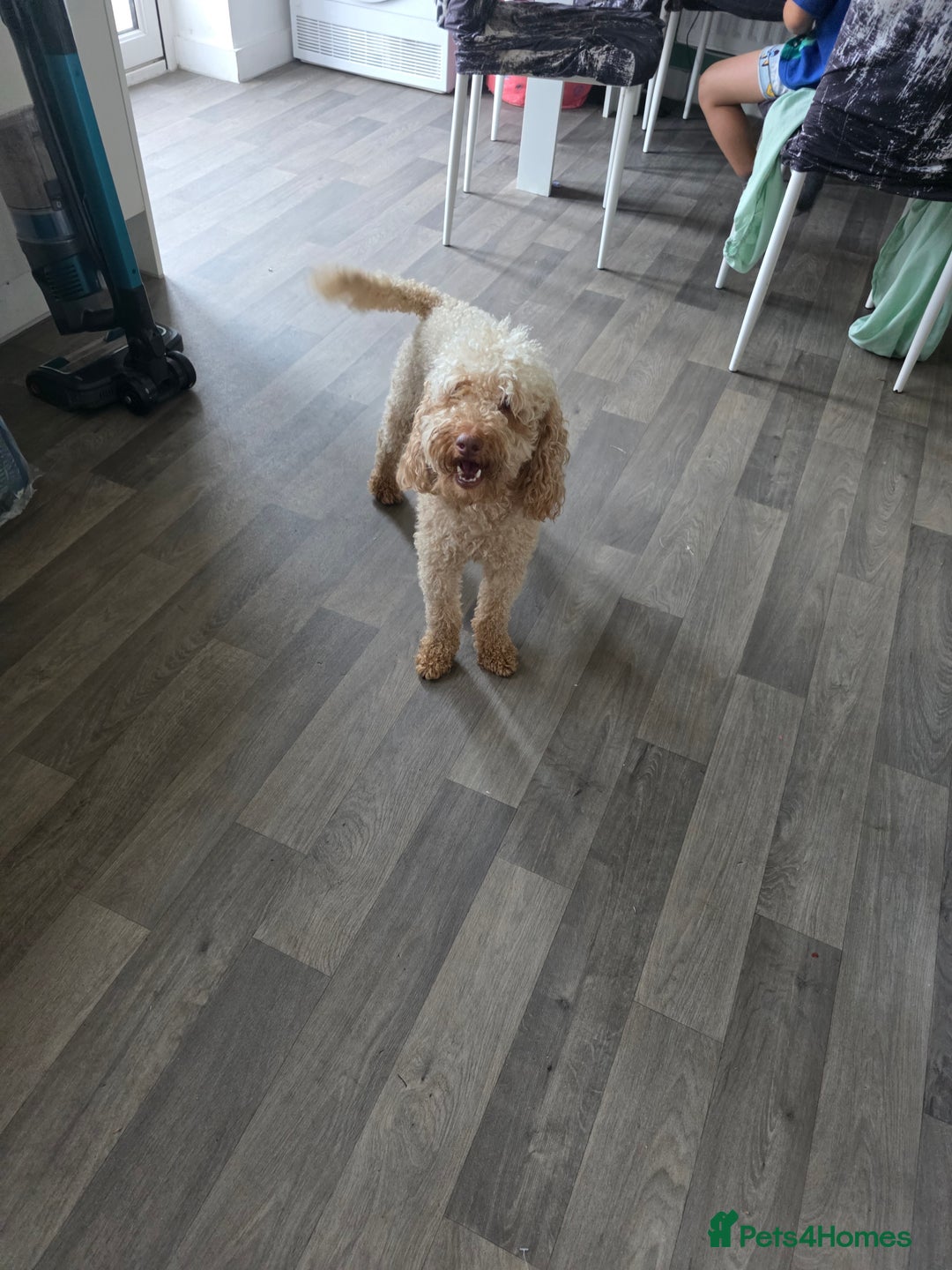 Cockapoo dogs for sale: Miniature cockapoo  - Image 6