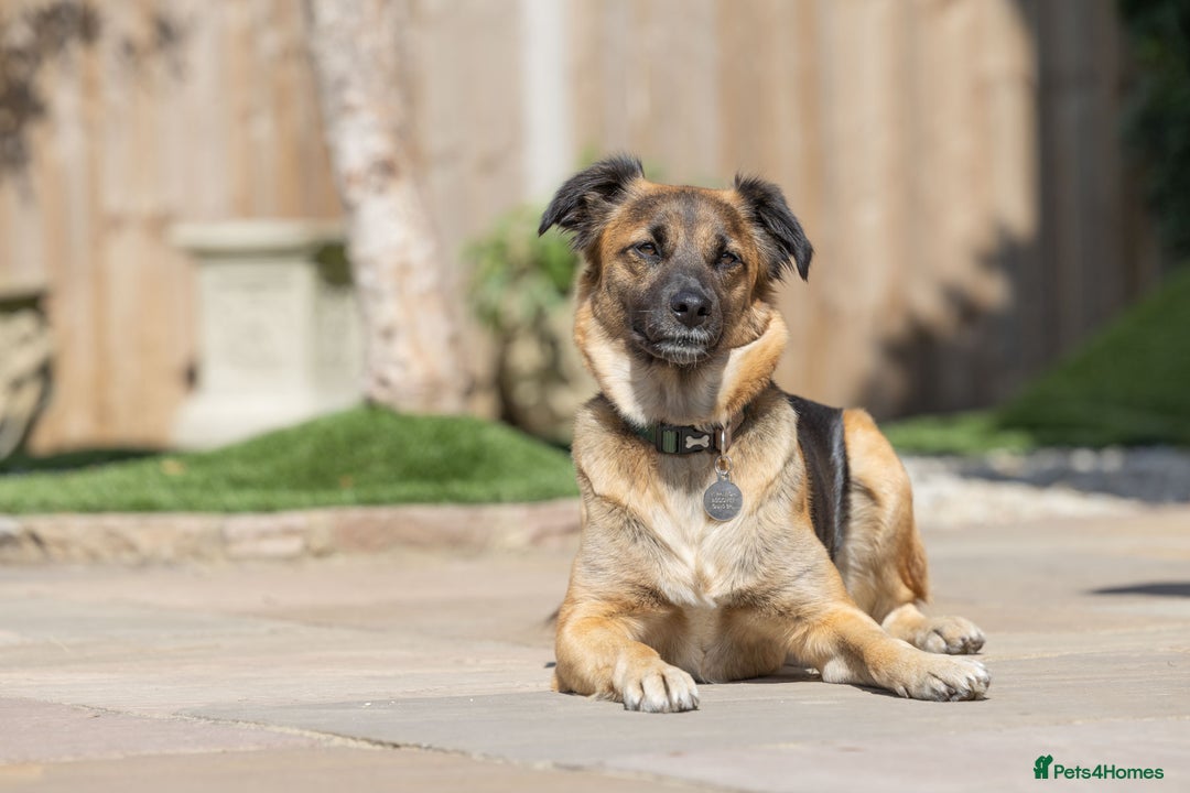 Mixed Breed dogs for adoption: Super Shelby - Image 24
