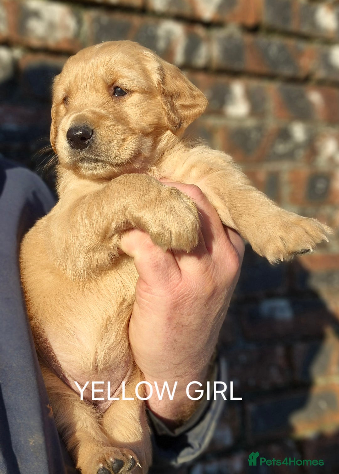 Golden Retriever dogs for sale: KC GOLDEN RETRIEVER PUPPIES, HEALTH SCORED PARENTS - Advert 26