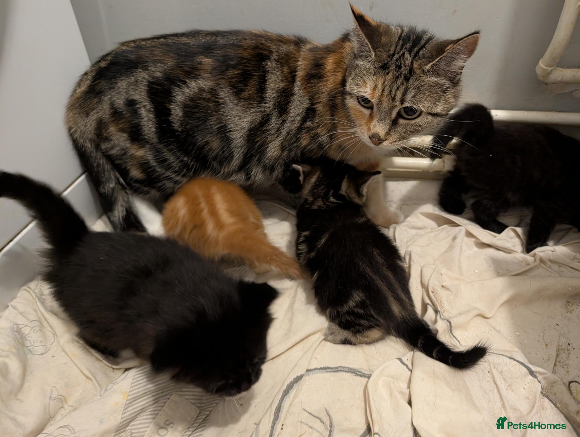 American Shorthair cats Beautiful American Shorthair Cross Kittens  - Advert 1