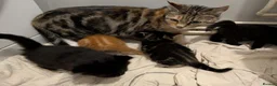American Shorthair cats for sale: Beautiful American Shorthair Cross Kittens  - Advert 6
