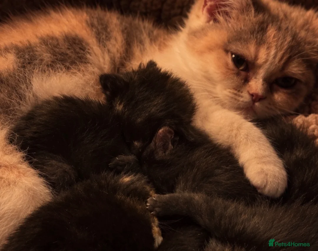 British Shorthair cats for sale: BSH kittens  - Advert 2