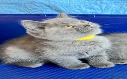 British Shorthair cats for sale: GCCF registered ChampionBloodline 5GENpedigree BSH - Image 13