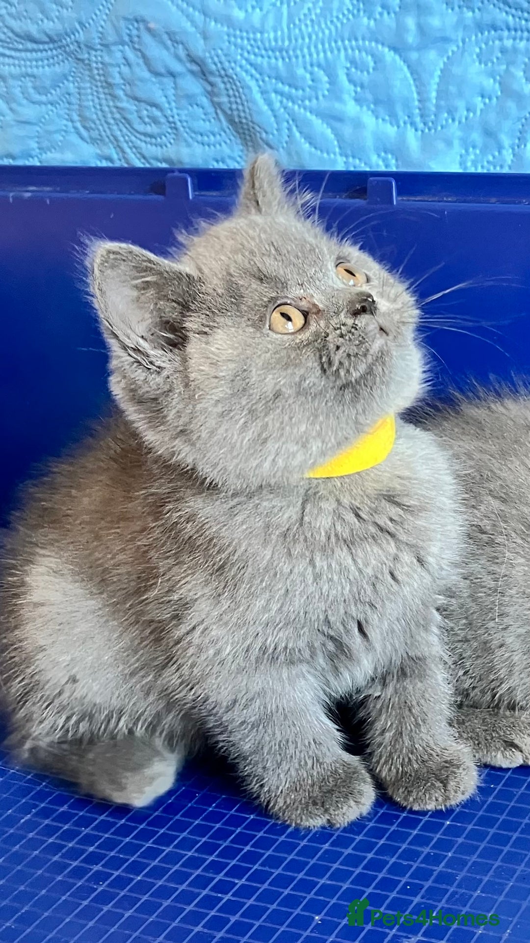 British Shorthair cats for sale: GCCF registered ChampionBloodline 5GENpedigree BSH - Image 13