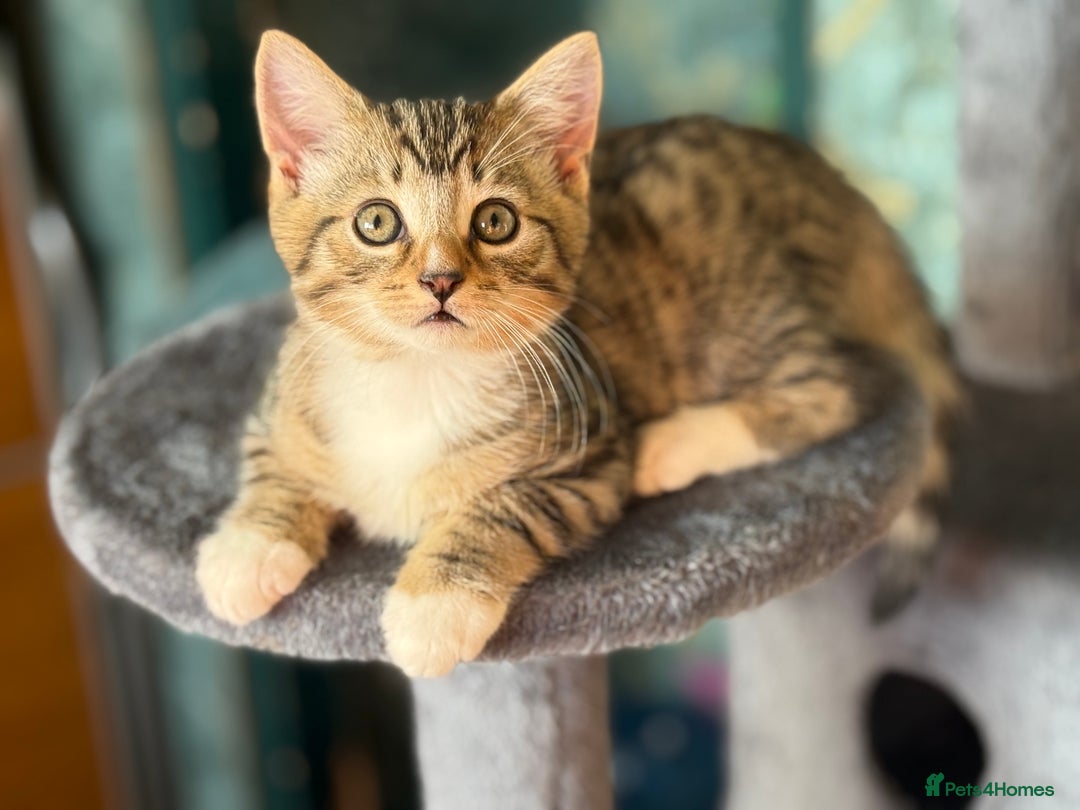 Mixed Breed cats for sale: Beautiful kitten available  - Image 1