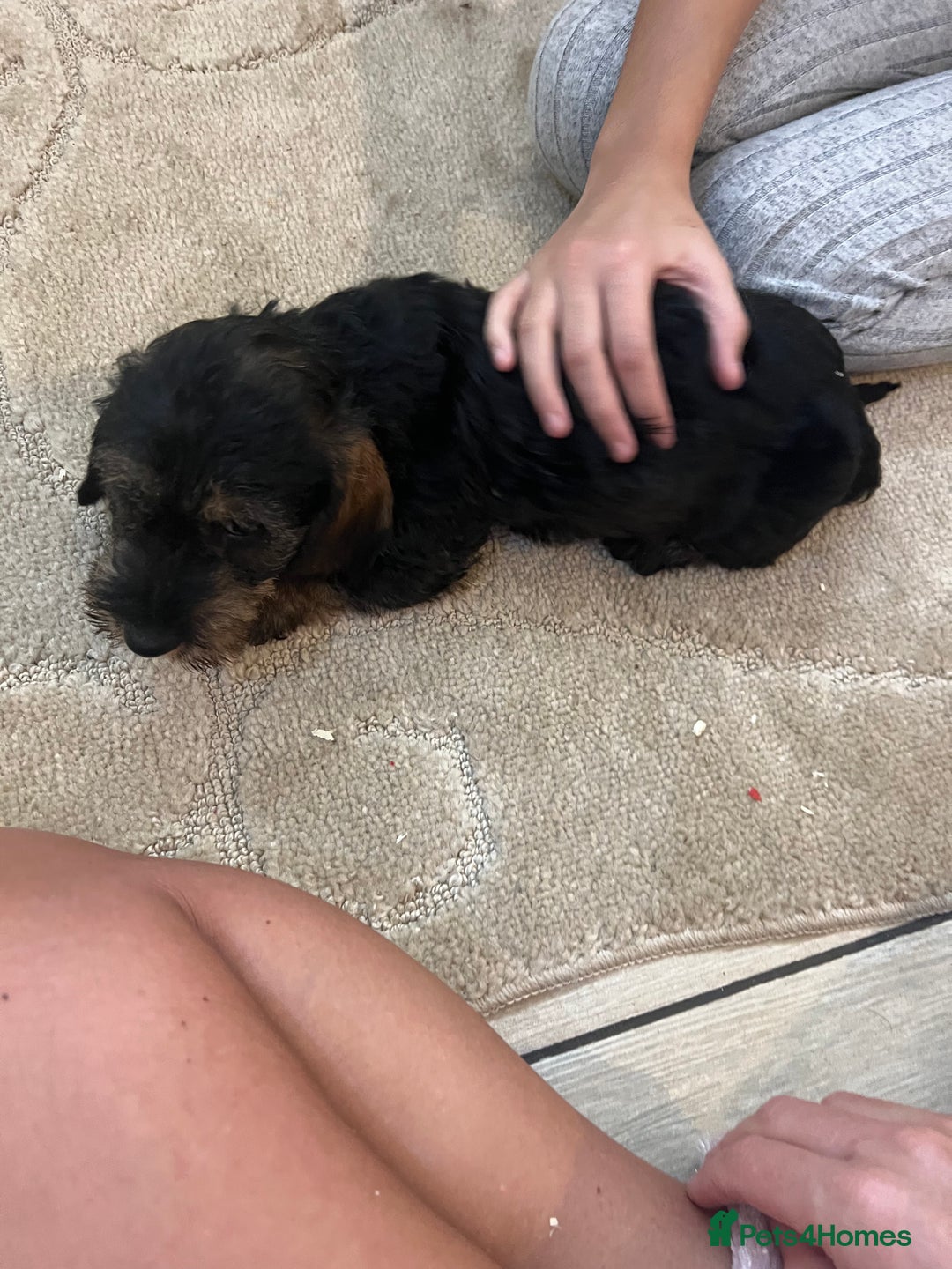 Dachshund dogs for sale: Miniature soft haired teckel dachshunds  - Advert 12