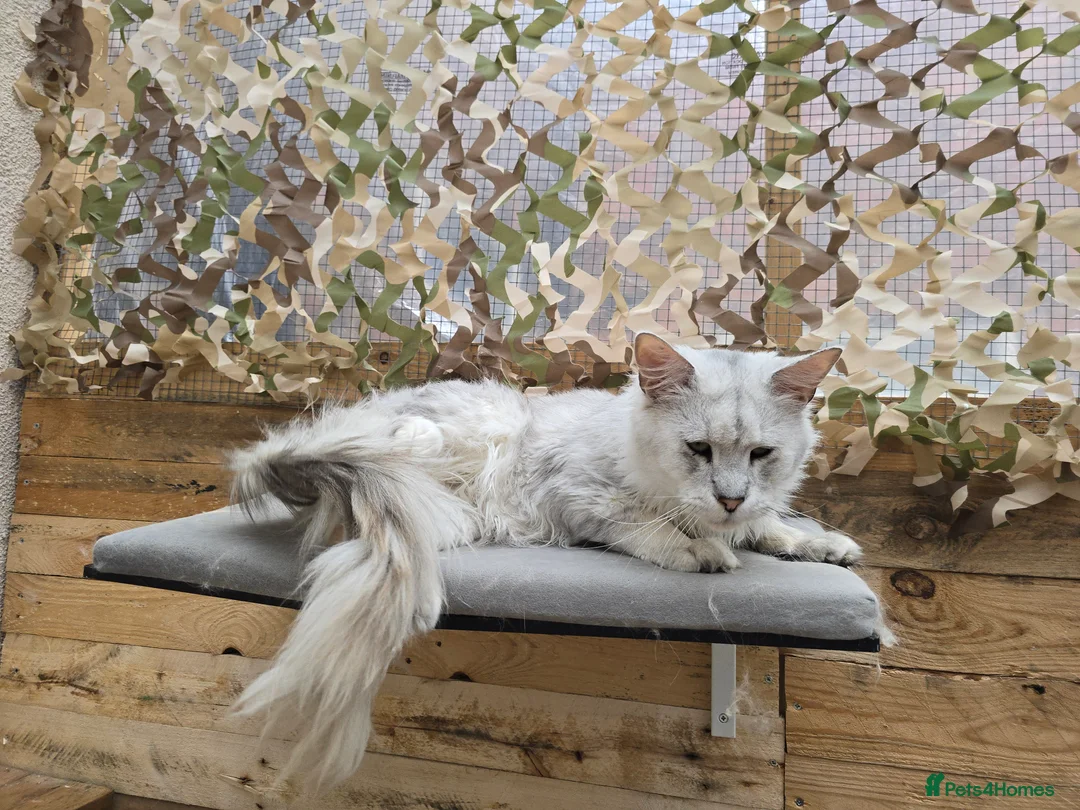 Maine Coon cats for stud: Black Shaded Maine Coon Large Imported in Hull - Advert 11