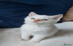 Siamese cats for sale: Ready to Leave Flame Point Siamese Kittens - Image 8