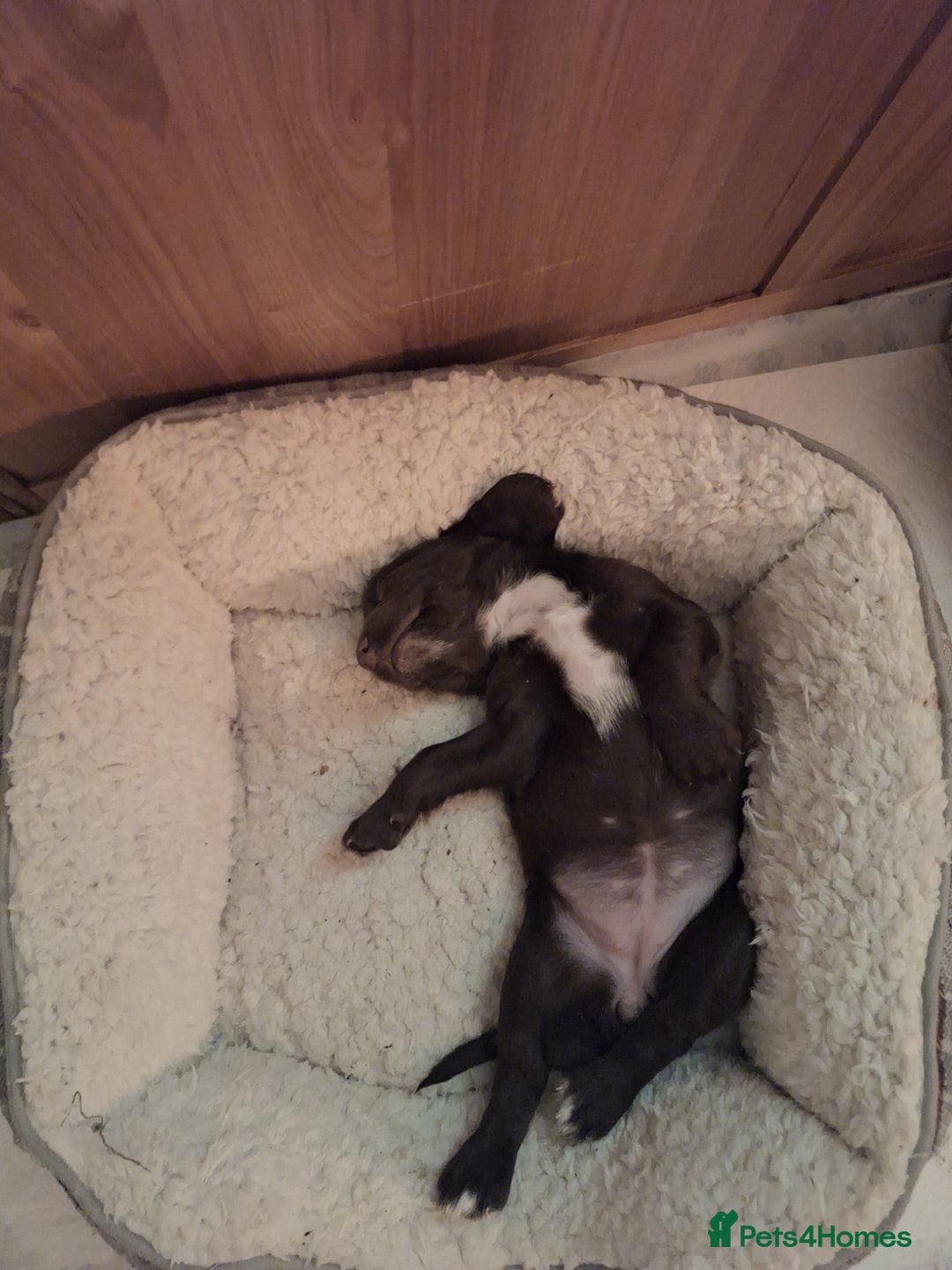 Sprocker dogs for sale: Beautiful Sprocker Spaniel Puppies  - Image 15