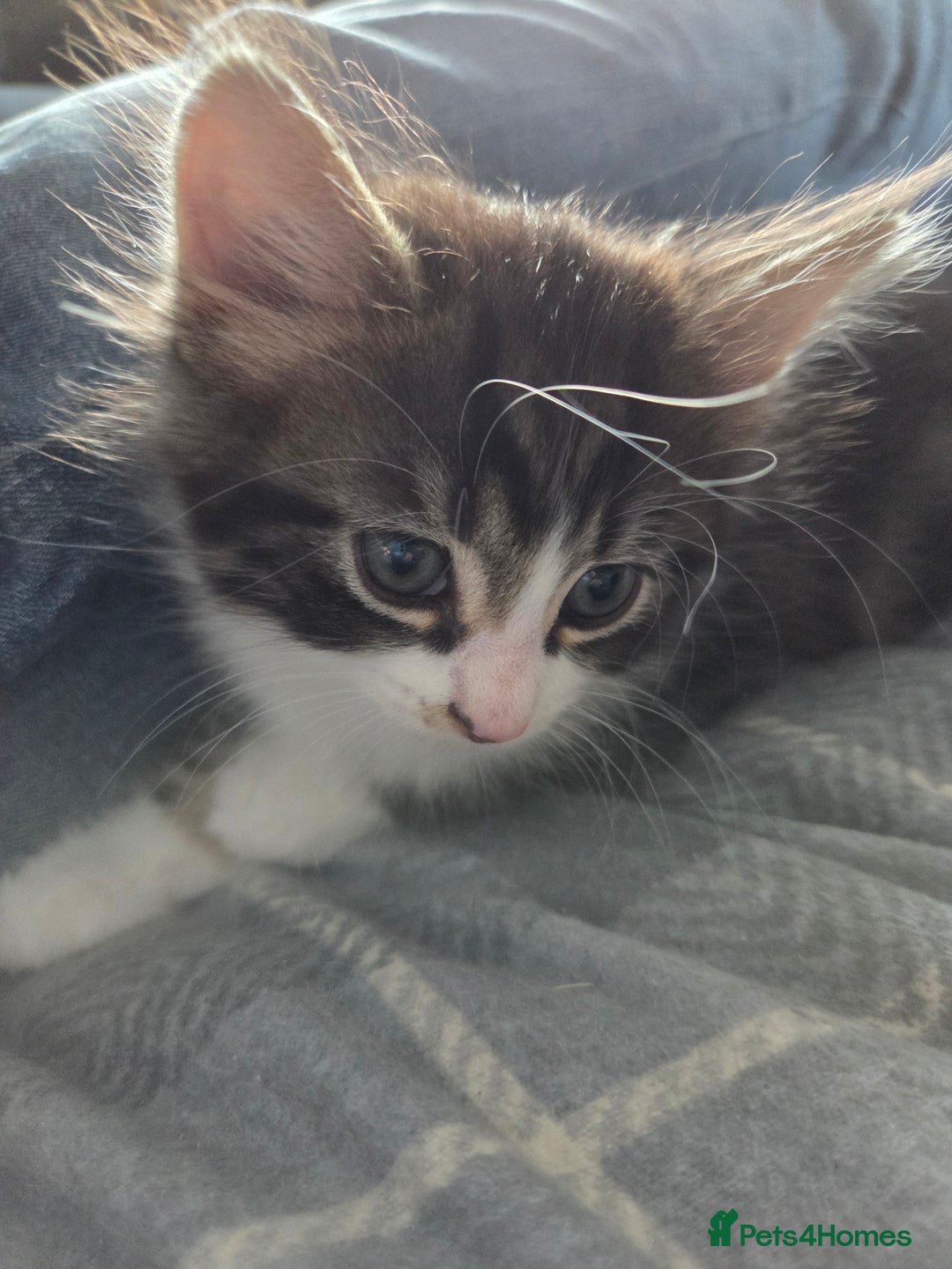 British Longhair cats for sale: 3 kittens looking for forever homes - Image 2