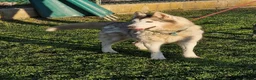 Mixed Breed dogs for adoption: 😍 how beautiful is Quimera 🐶🐾 - Advert 2