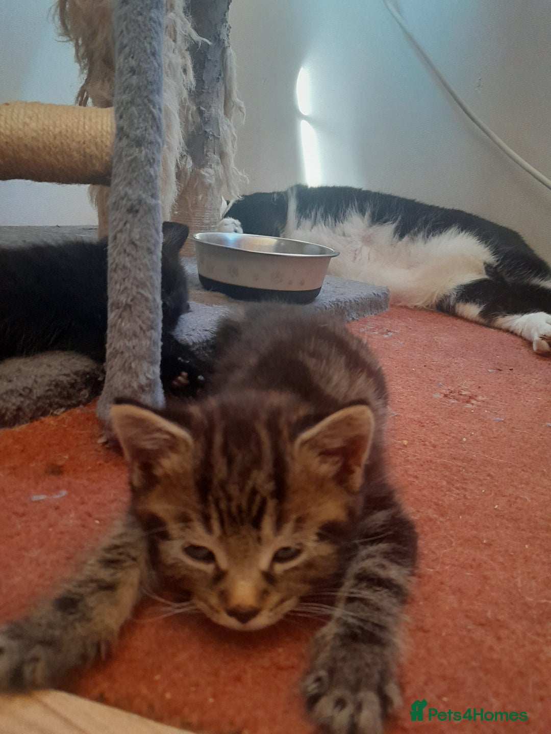 European cats for sale: Beautiful kitten looking for home - Image 4
