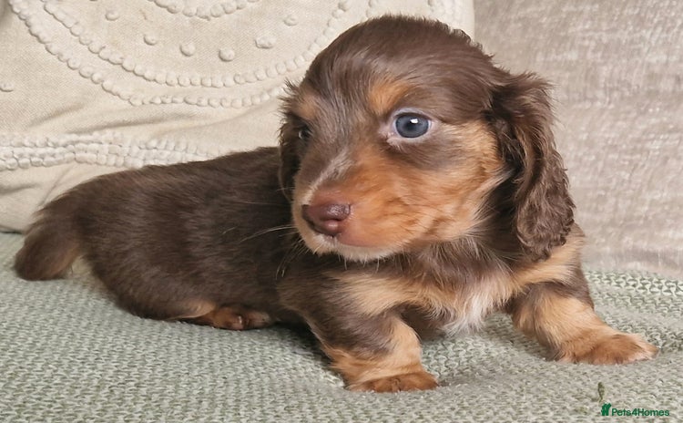 Miniature Dachshund dogs - Advert 15