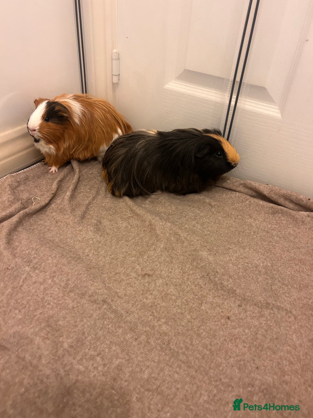 Guinea Pig rodents for sale: Gorgeous female guinea pigs - Advert 3