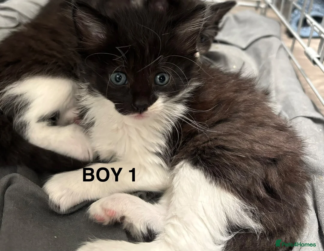 British Shorthair cats for sale: 7 beautiful kittens looking for a home  - Advert 2