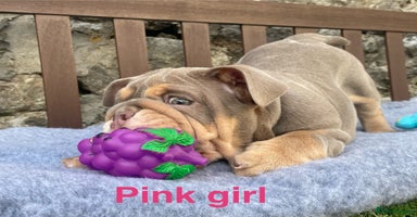 English Bulldog dogs - Advert 4