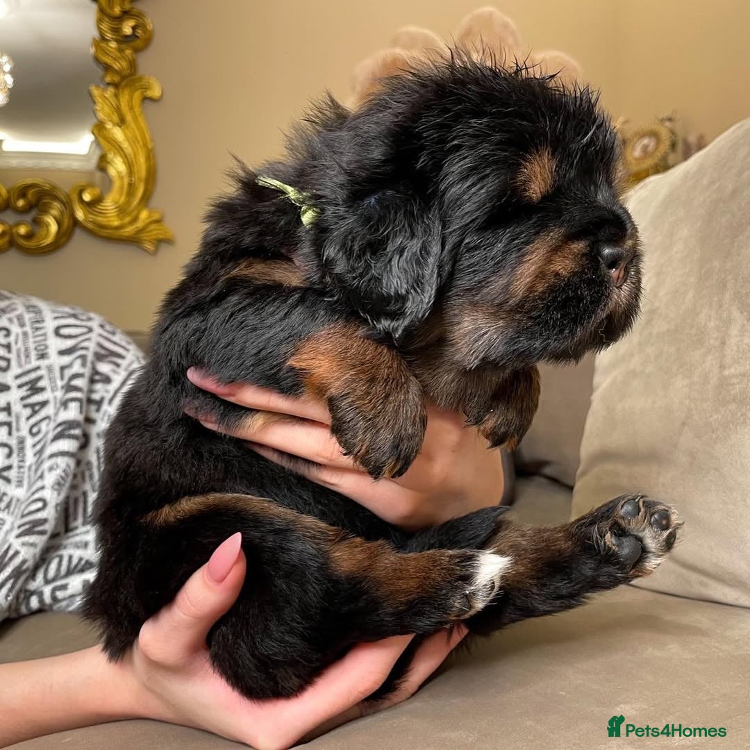 Tibetan Mastiff dogs for sale: 🌟 Meet Our Majestic Tibetan Mastiff Puppies! 🌟 - Image 3