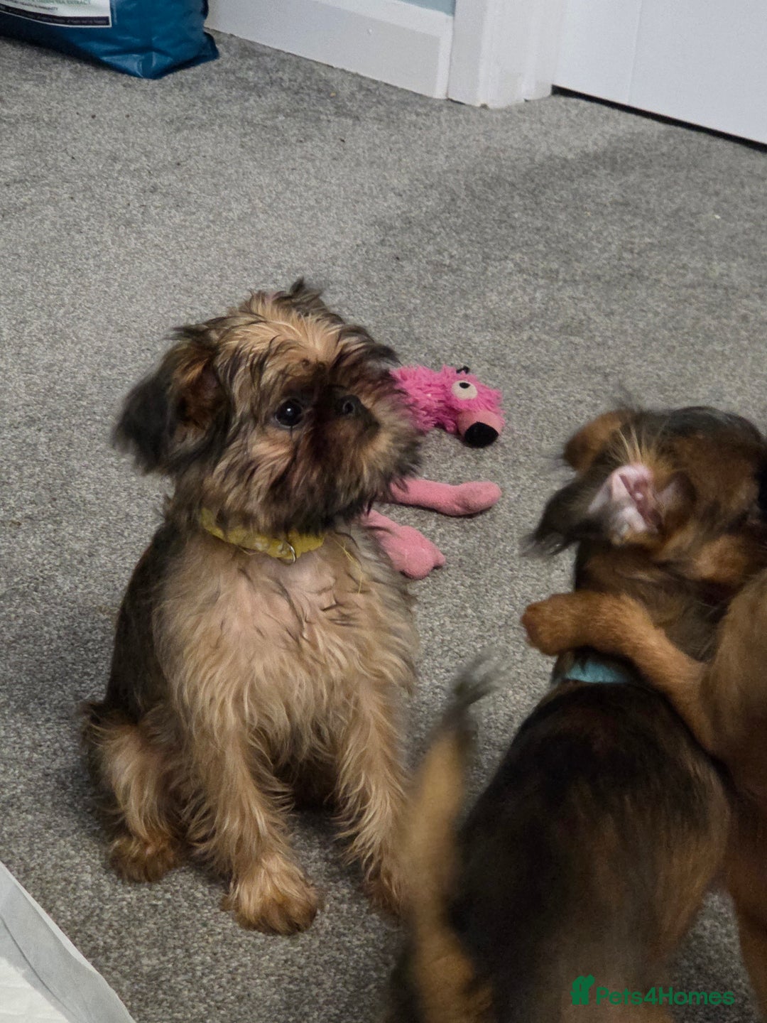 Griffon Bruxellois dogs for sale: Griffon Bruxellois KC registered - Advert 16