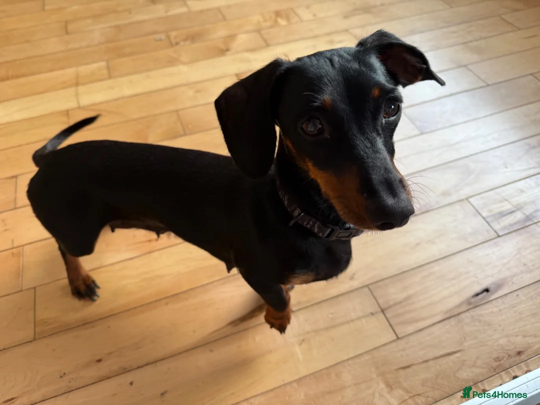 Miniature Dachshund dogs for sale: Dachshund  in Belfast - Advert 4