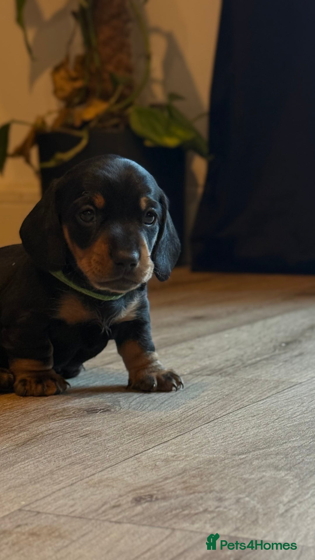 Miniature Dachshund dogs for sale: ⭐️OUTSTANDING MINI DACHSHUND PUPS⭐️  - Advert 11