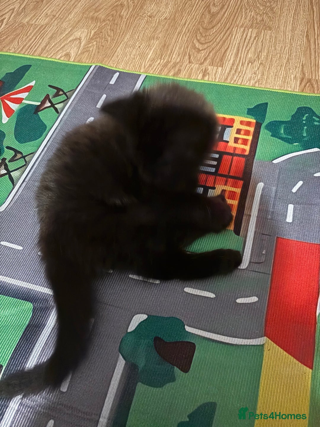 Mixed Breed cats for sale: Playful Kitten  - Image 4