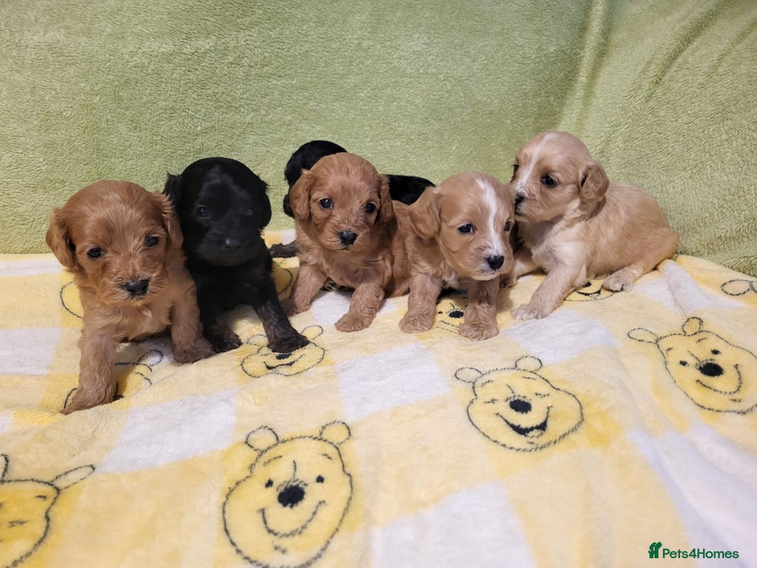 Cavapoo dogs for sale: Cavapoo - Advert 1