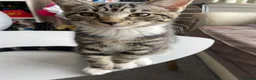 Mixed Breed cats for sale: Kittens for sale in Feltham - Advert 2