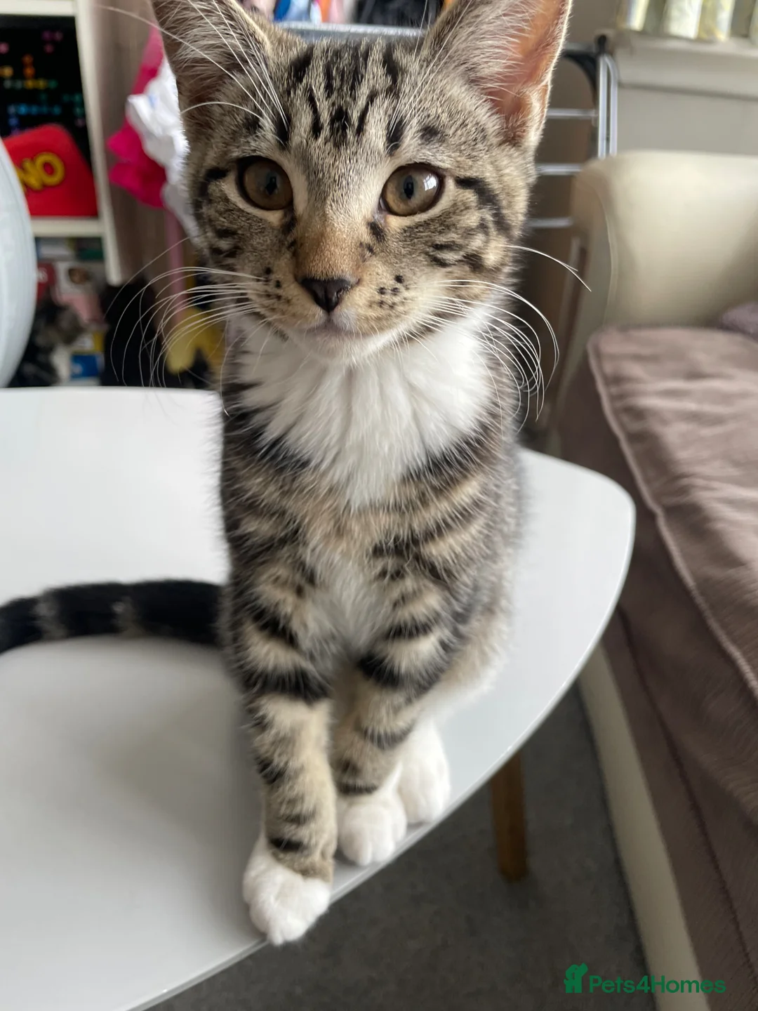 Mixed Breed cats for sale: Kittens for sale in Feltham - Advert 2