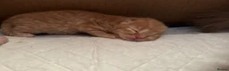 British Shorthair cats for sale: 💜❤️BSH babies , red, lilac  - Advert 4