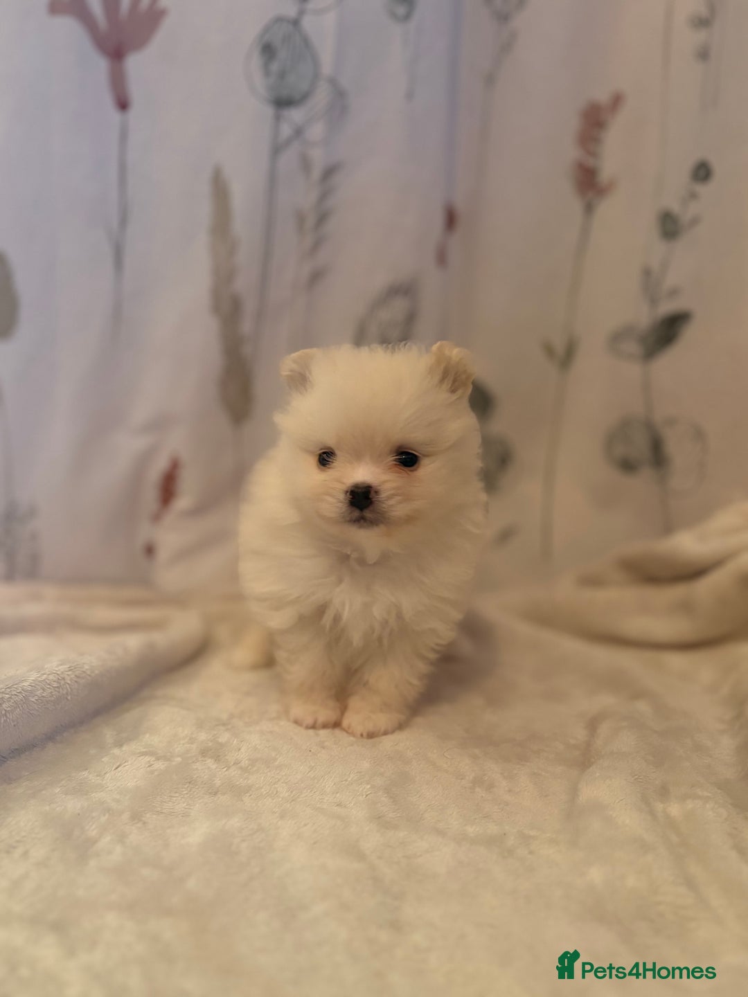 Pomeranian dogs for sale: Beautifu Litter- Russian/Chi Tien Pomeranian Pups - Advert 29