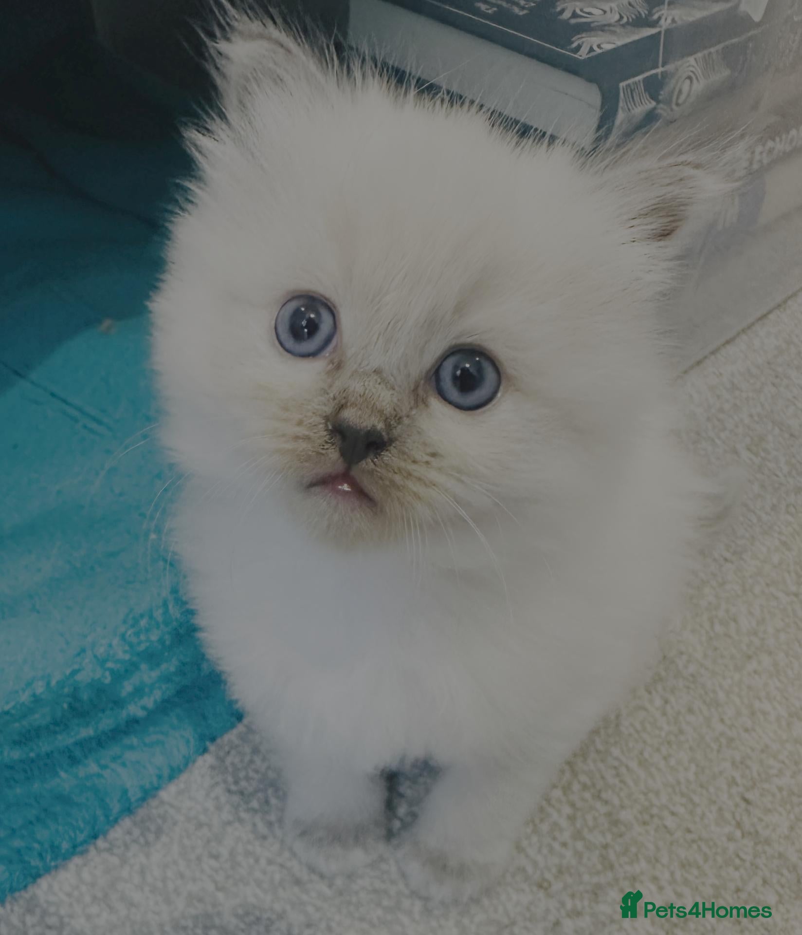 Ragdoll cats Perfect Beautiful Little Ragdoll Boy - Advert 1