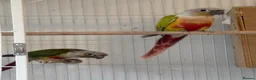 Mixed Breed birds for sale: Birds - conures and canaries  - Advert 1
