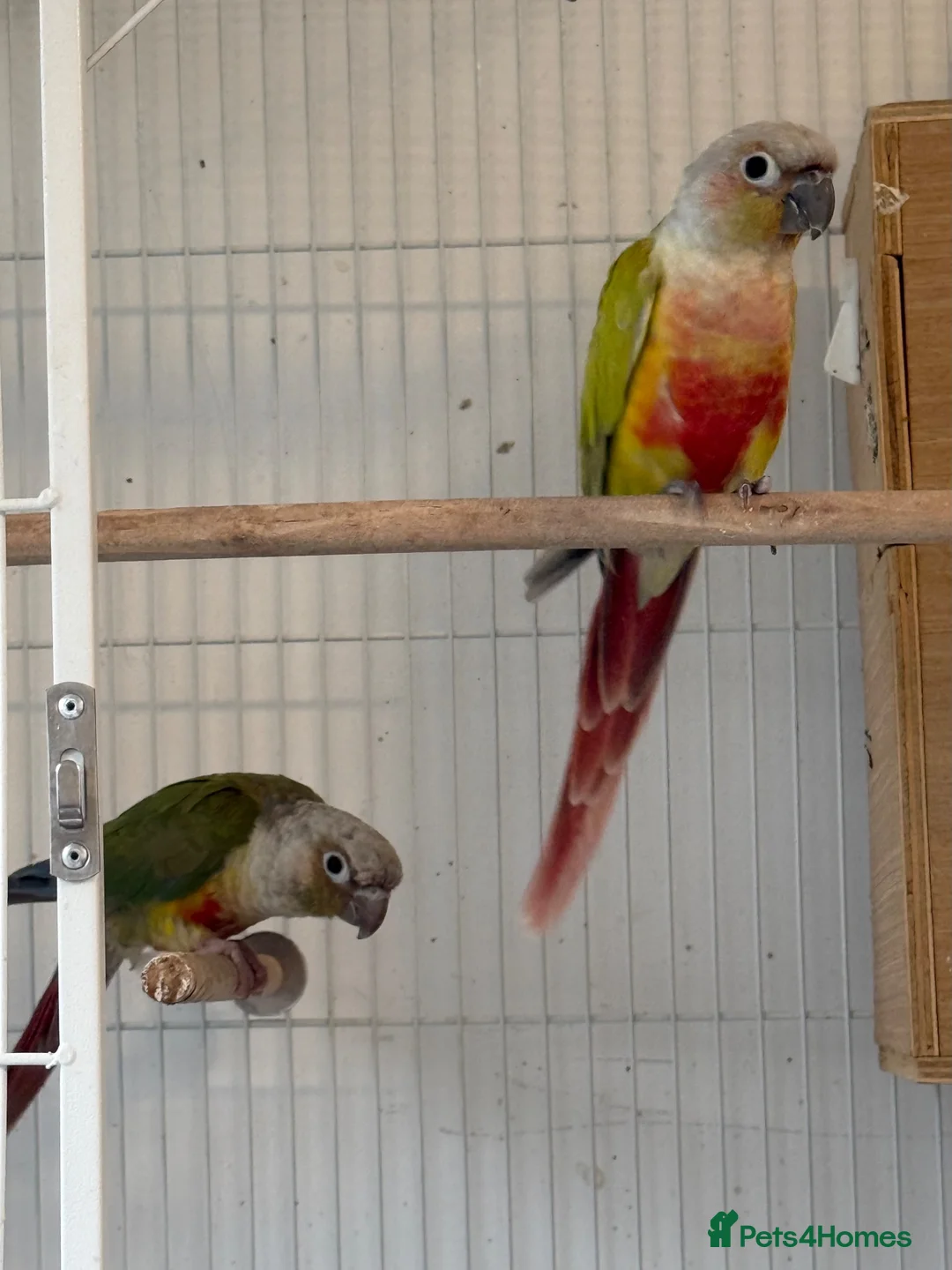 Mixed Breed birds for sale: Birds - conures and canaries  - Advert 1