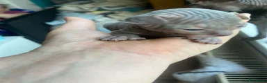 Sphynx 5