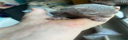 Sphynx cats for sale: Sphinx babies - Advert 15