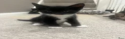Mixed Breed cats for sale: 5 beautiful kittens forsale - Advert 11