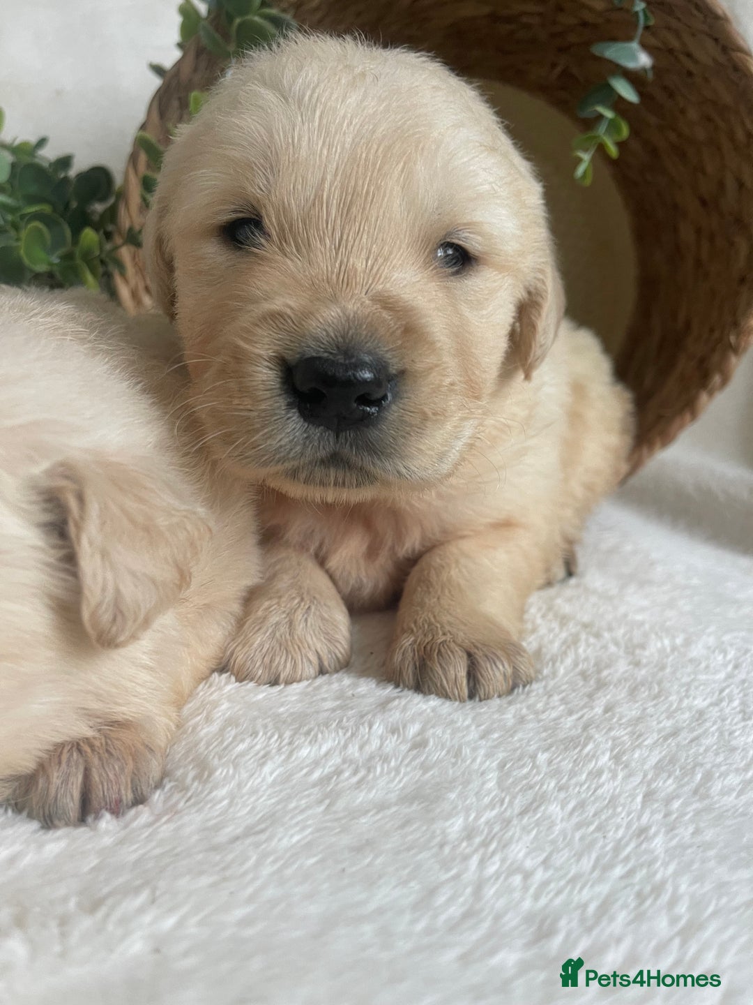 Golden Retriever dogs for sale: STUNNING KC DNA TESTED RETRIEVERS - Advert 4