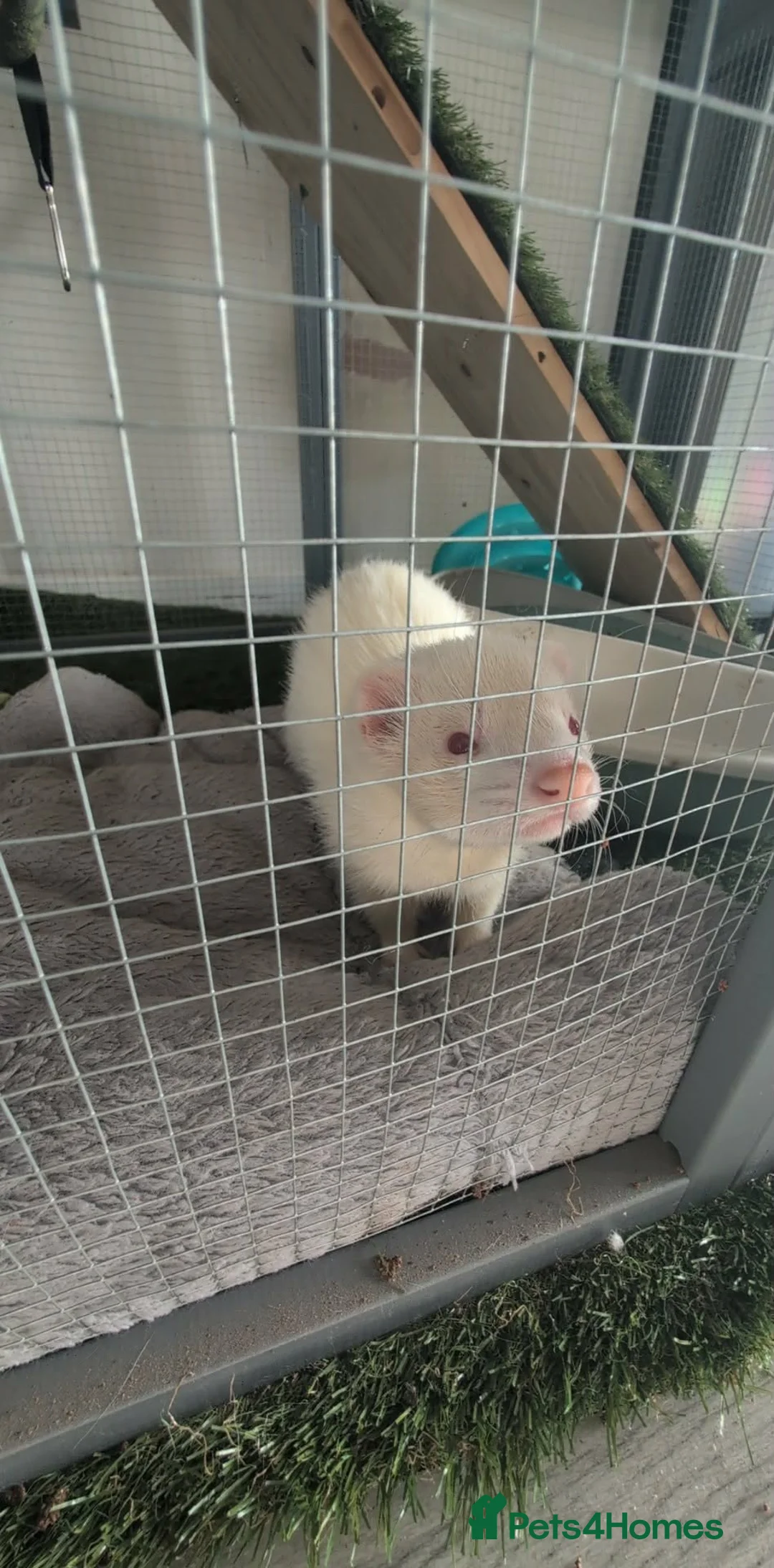 Ferret rodents for sale: 2 ferrets  - Advert 2