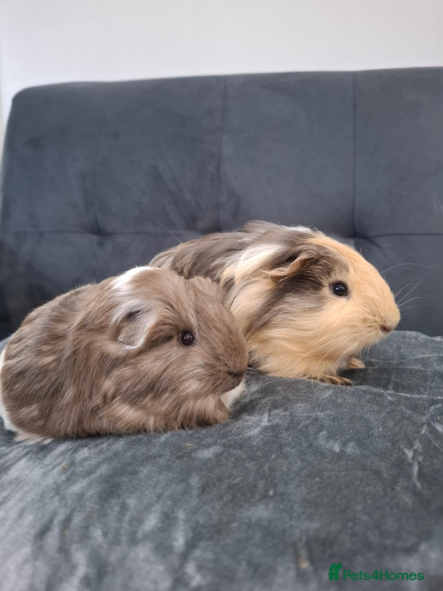Guinea Pig rodents Sheltie pair of boys - Advert 9