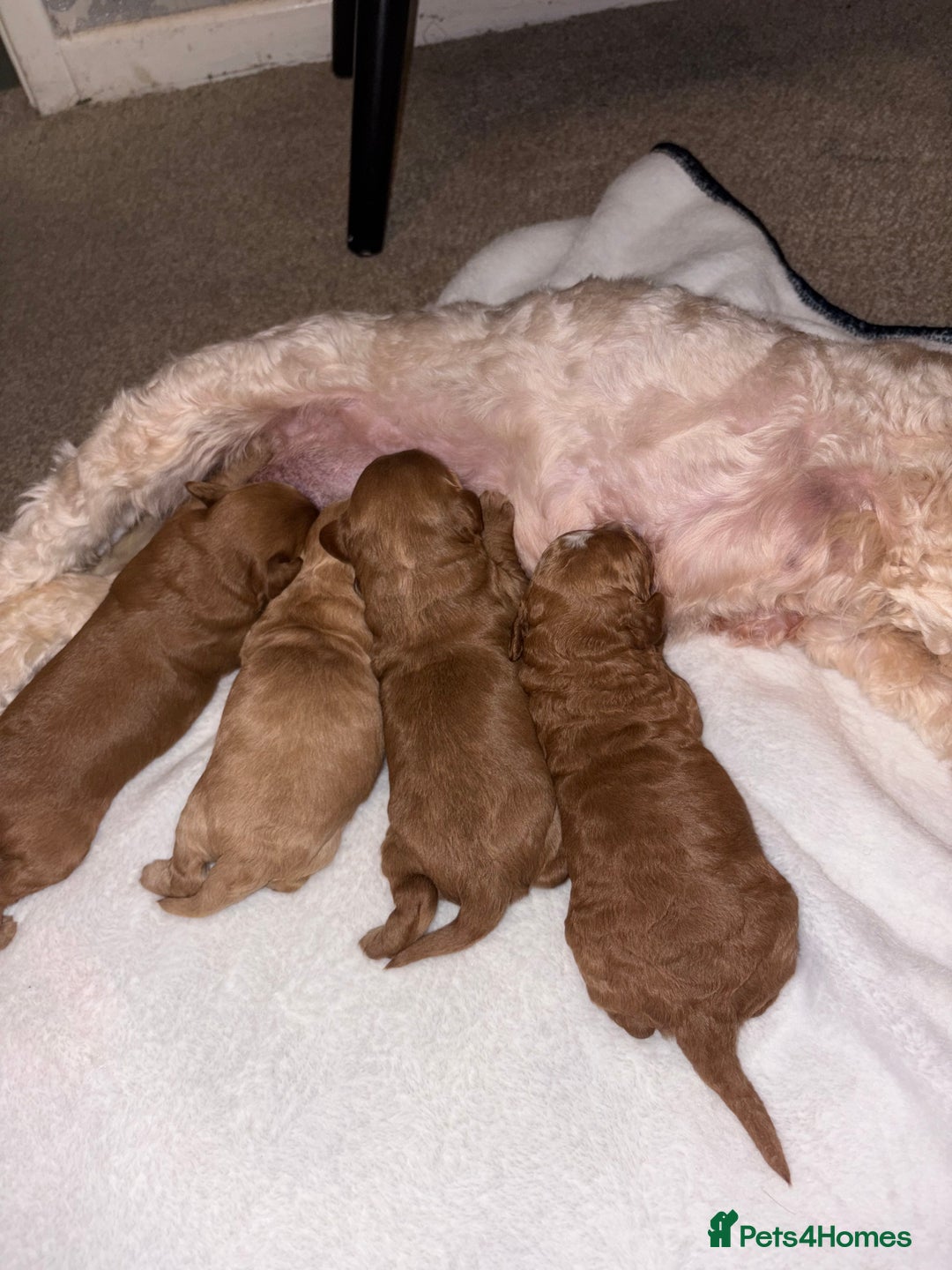 Cockapoo dogs for sale: F1B Cockapoo’s - Advert 3