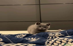 British Shorthair cats for sale: Grey British shorthair kitten for sale. - Image 5